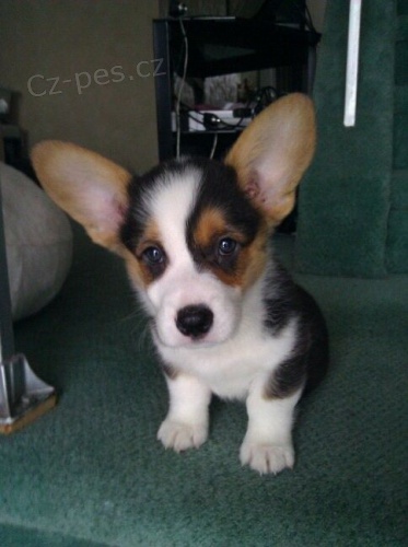 Welsh Corgi (pembroke) �t��ata pro v�s
