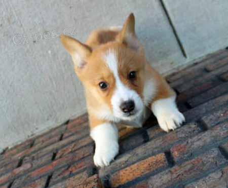 Welsh Corgi (pembroke) �t��ata pro v�s