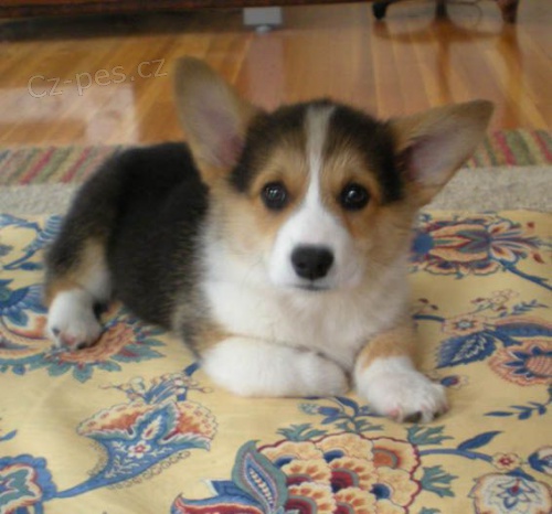 Welsh Corgi (pembroke) �t��ata pro v�s