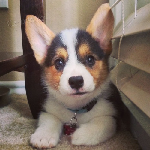 Welsh Corgi (pembroke) �t��ata pro v�s