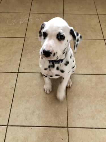 Dalmatinov� �t��ata