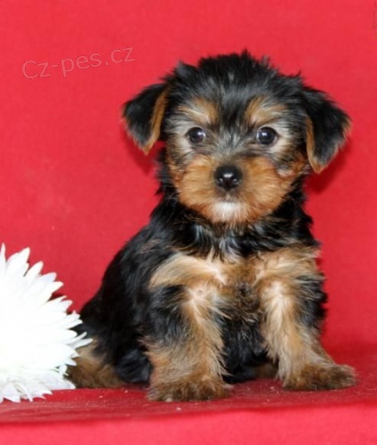  Jork��rsk� teri�r �t��ata 