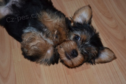  Jork��rsk� teri�r �t��ata 