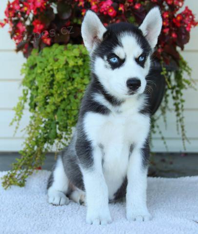 Ohromuj�c� sibi��t� husky �t��ata