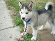 Sibi�sk� husky �t��ata