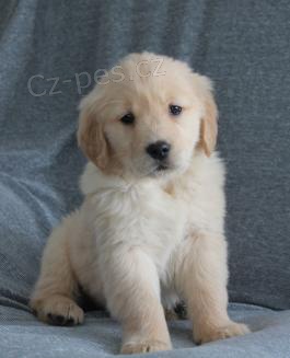 Zlat� retr�vr �t��ata