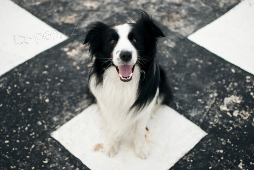 Hled� se nev�sta pro border��ka 