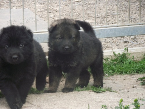 N�meck� ov��k