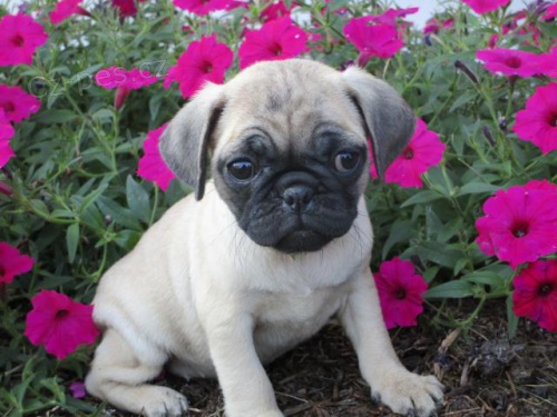Hrav� �t���tka Pug