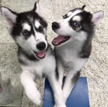 Sibi�sk� husky �t��ata