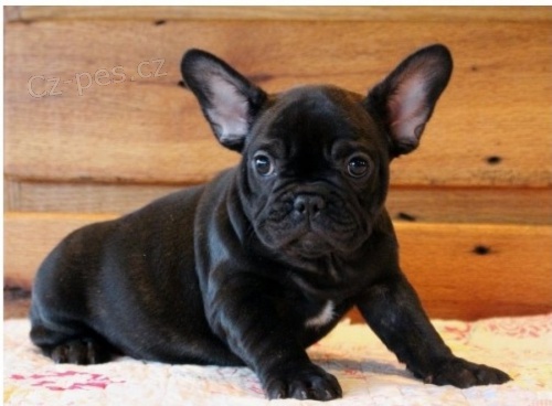 Francouzsk� �t���tka buldo�ek