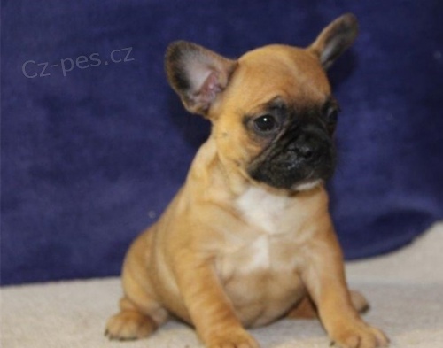 Francouzsk� �t���tka buldo�ek