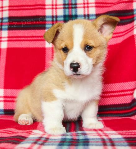 ��astn� �elmy z Walesu Corgi (Pembroke)