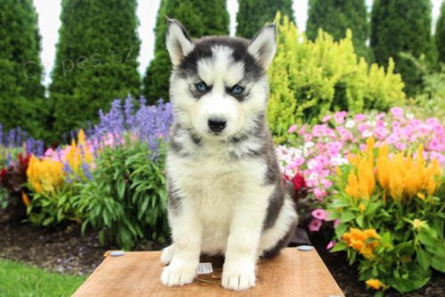 Kr�sn� sibi�sk� Husky �t��ata