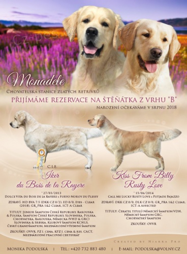 Rezervace �t��at Golden retrievera