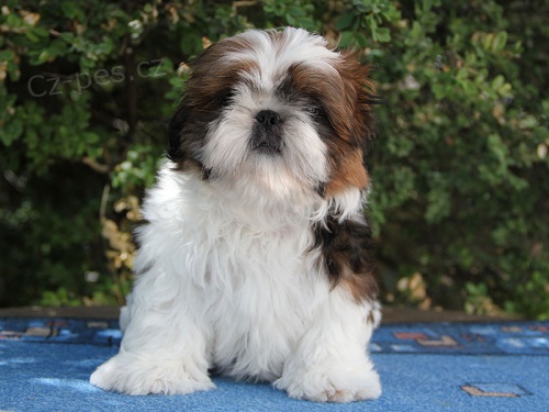 Shih-tzu, �i-tzu pejsek s PP