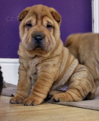 Shar Pei �t���tka samci a samici