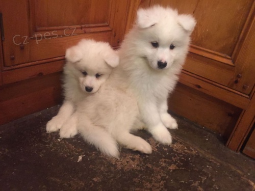 Velkolep� a sladk� Samoyed �t��ata p�ipraveni
