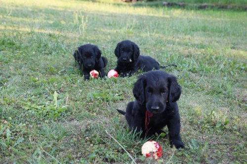 Flat Coated Retriever - �t�n�