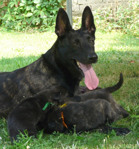 Holandsk� ov��k