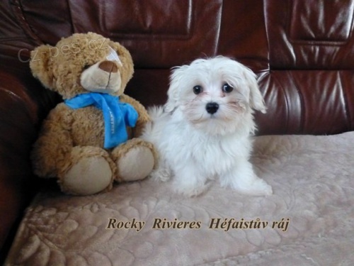 Malt�zsk� ps�k s PP