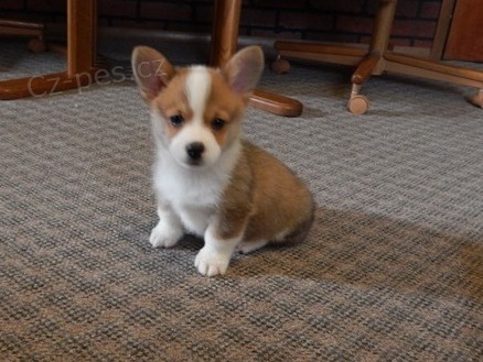 �t��ata Welsh Corgi