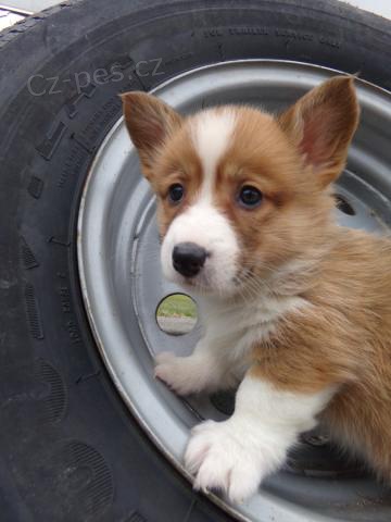 Sladk� vel�sk� Corgi (Pembroke) �t��ata