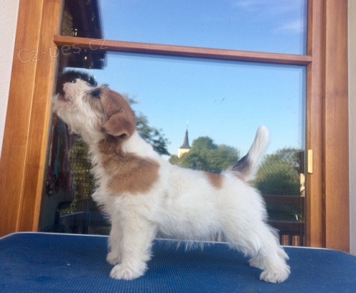 Jack Russell terier - �t��ata s PP