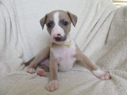 �t���tka whippet / vipet