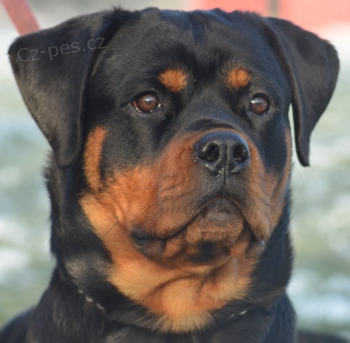 Rotvajler �t��ata s PP