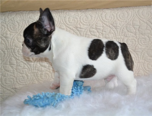 Francouzsk� buldo�ek �t��ata