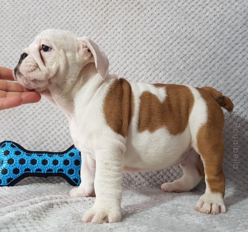 Anglick� buldok �t��ata