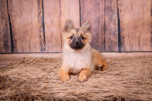 N�meck� �pic s PP