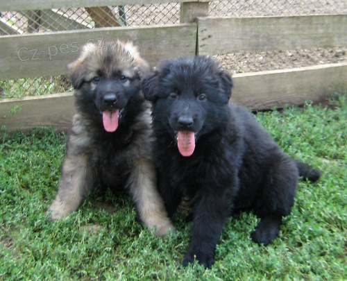 N�m�ck� ov��k �t��ata s PP