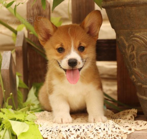 Hrav� �t���tka z Velk� Corgi (Pembroke)
