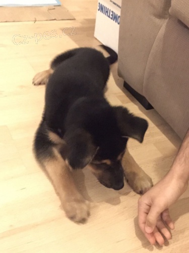 Mu�i a �ensk� n�meck� ov��k �t��ata