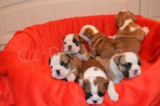 Anglick� buldog �te�ata.