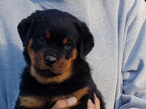 �t�n� rotvajler