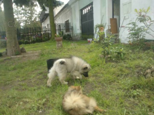 N�meck� �pic vl��