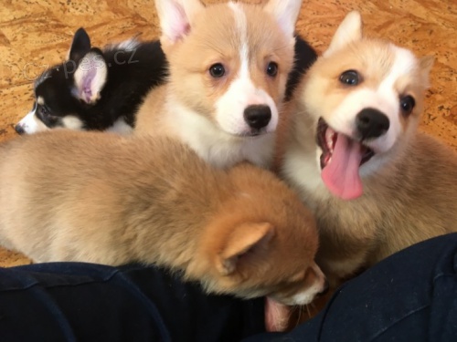 �t���tka PEMBROKE WELSH CORGI