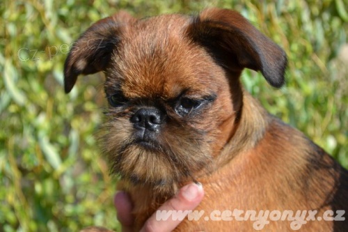 Bruselsk� grifonek