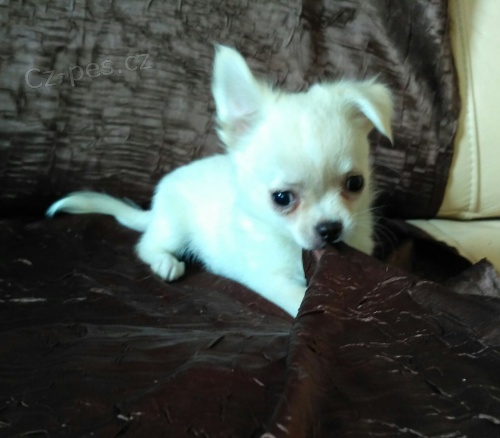 �ivava kr�tkosrst� i dlouhosrst�