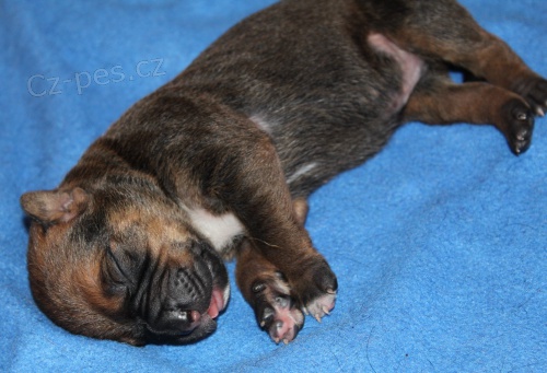 Tosa inu �t��ata s PP