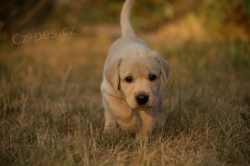 Labradorsk� retriever s PP