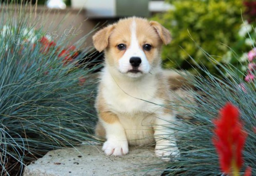 P��telsk� vel�sk� Corgi (Pembroke)