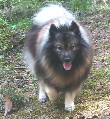 N�meck� �pic vl��