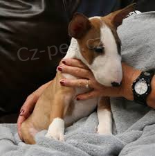 Prod�m Mini Bulteri�ra Stenata