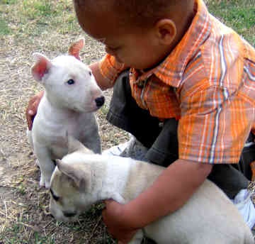 Prod�m Mini Bulteri�ra Stenata