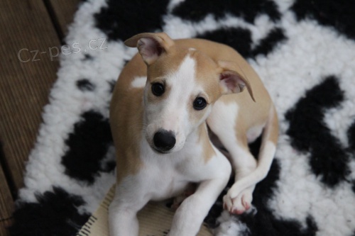 Prod�m �t���tka vipeta