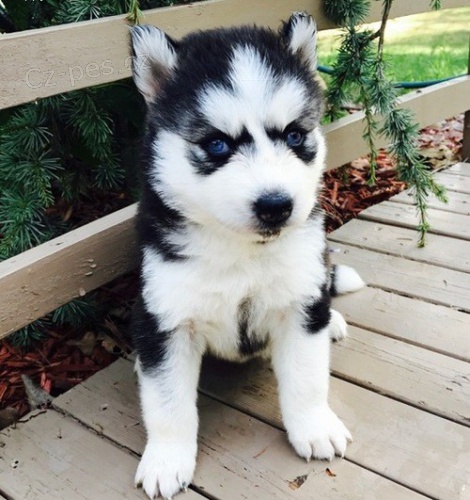 Sibi�sk� husky �t��ata s PP. 